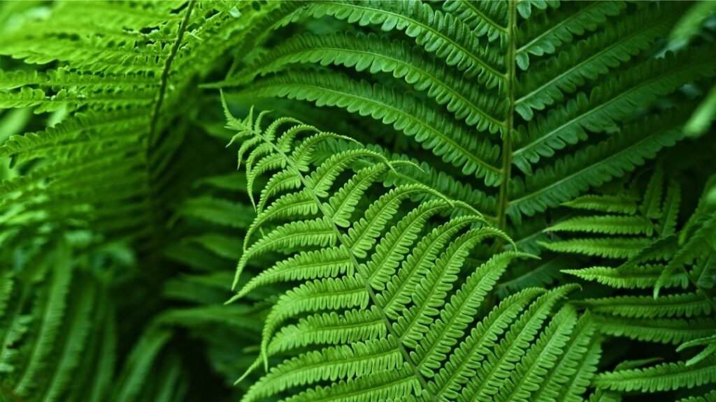 Close up of green fern leaves