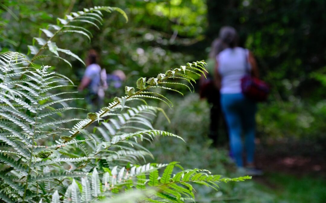 Digital Detox: Why Unplugging Could Save Your Sanity